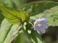 Berg-Weidenröschen